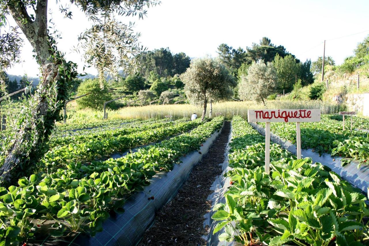 Verde Agua Agroturismo E Agricultura Biologica Couto Exterior photo